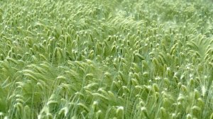 Обзор озимого ячменя "Луран"