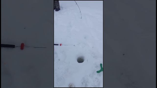ЗИМНЯЯ рыбалка на ФОРЕЛЬ! Скоро весна! Рыбалка в King Fish! #short #рыбалка #рыбалка2024