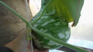 Лагенария  Гусь в яблока