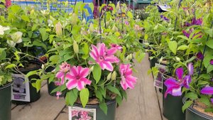 Clematis 'Carnaby' // Outrageously BEAUTIFUL, Easy to Grow Flowering Vine