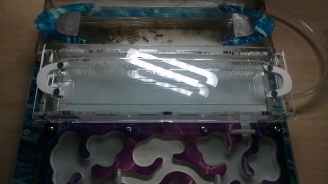 Распаковка и обзор фермы от Top Ant+ заселение Messor structor. #МуравьиЯрославль смотреть онлайн