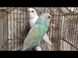 Как понять что попугаи хотят размножаться, беременность, выведение птенцов.