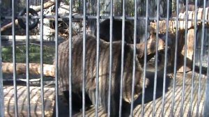 Бурый медвежонок.