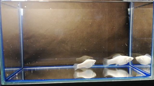 Моллинезия снежинка смотреть онлайн