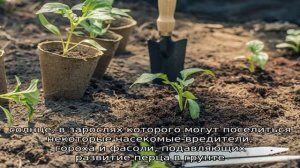 Подбираем соседей — с чем можно сажать перцы в теплице