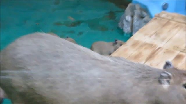 Капибары с малышами 11.12.2020