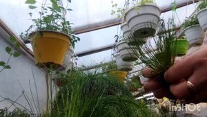 изолепис? ,размножение.