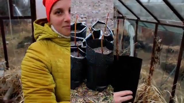 Саженцы конского каштана смотреть онлайн