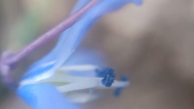 ПРОЛЕСКА и ПРОЛЕСКИ — макросъёмка видео увеличение смотреть онлайн