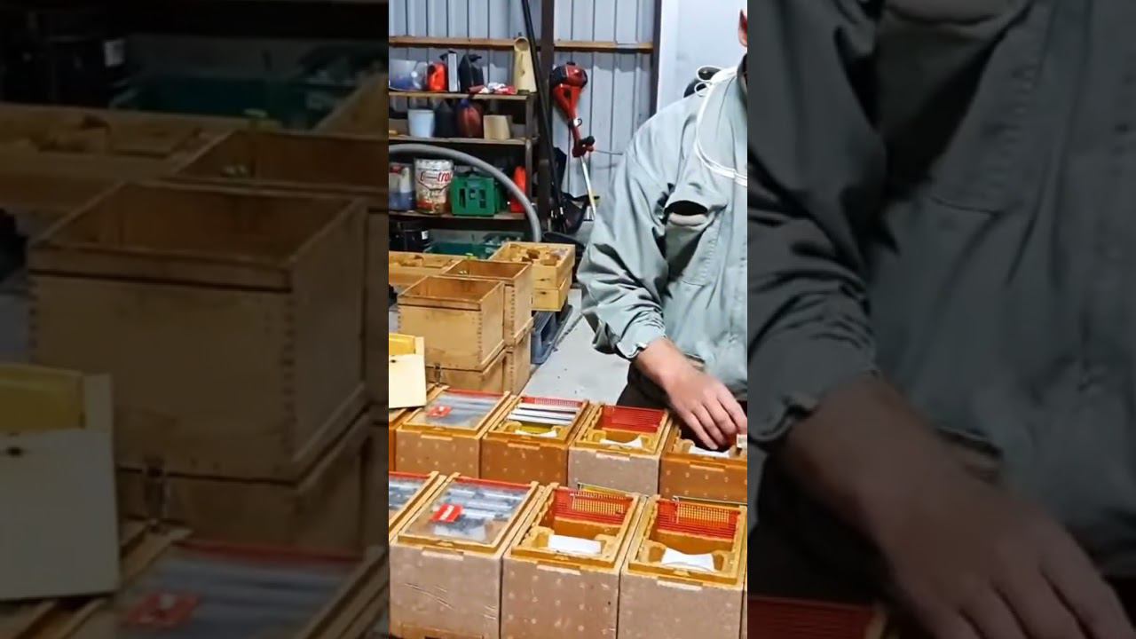 Заселение пчел Бакфаст в мининуклесы в Дании #блогсенцова #пчеловодство #пчелы