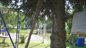 ДЕРЕВО  КАК АНТЕННА ПРИЕМНИКА