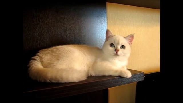 Продажа! Британские кошечки золотая и серебристая шиншилла-поинт. Питомник Greycat www.grey-cats.ru