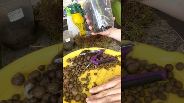 Две Орхидеи в классической системе посадки.