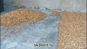 Каменный Ковер, укладка каменного ковра (короткое видео) @skololit_skololit