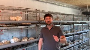 Хочу выращивать бройлера, с чего начать? Выращивание бройлера, бизнес на бройлере кобб 500