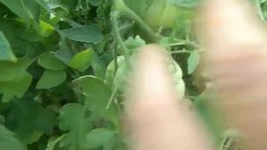 Томат Урожайный парадокс F1.