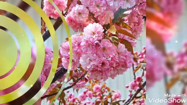 ПЕСНЯ "ОДИН РАЗ В ГОД САДЫ ЦВЕТУТ"! 🌸🌸🌸#хорошеенастроение #музыка #добрыепожелания #поздравления