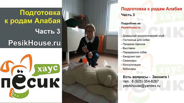 Подготовка к родам Алабая Часть 3 на Песик Хаус | PesikHouse.ru