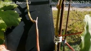 Прививка винограда. Результаты приживаемости прививок винограда спустя сто дней.