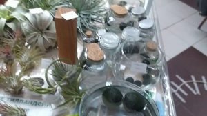 Выставка цветов Краснодар Галактика март 2023г