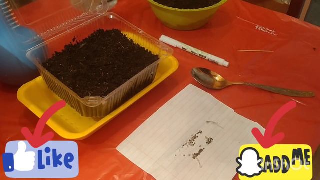 ДИХОНДРА, ПОСЕВ СЕМЯН ГОРЯЧИМ СПОСОБОМ 👍🌺
