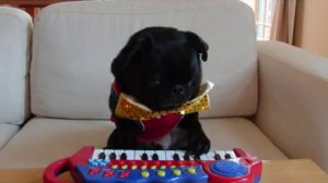 Мопс, который умеет играть на пианино