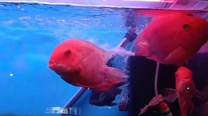 Самые красивые  аквариумные рыбки