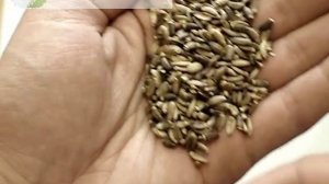 Расторопша пятнистая семя - АлтайМатри