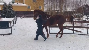 Гимнастирование лошади. Галоп в руках.