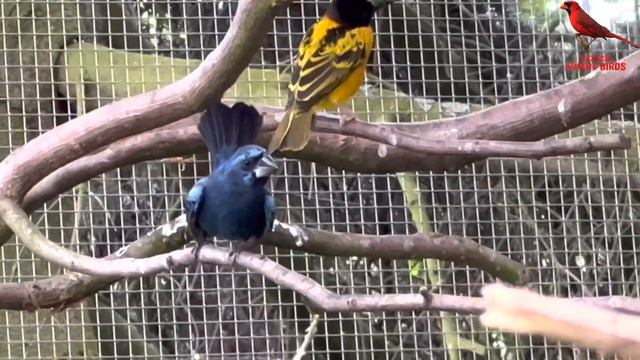 Azulão | Ultramarine Grosbeak | Breeding Pair | Birds