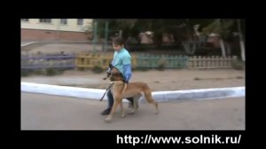 Дрессировка собак. Дети и бельгийская овчарка малинуа. Ребенок и собака