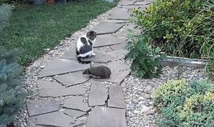 Ежик Короткие зарисовки