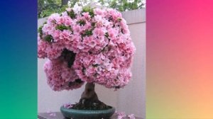 Искусство Бонсай. Фотогалерея изящных миниатюрных растений. Цветущий бонсай. Bonsai art (HD)