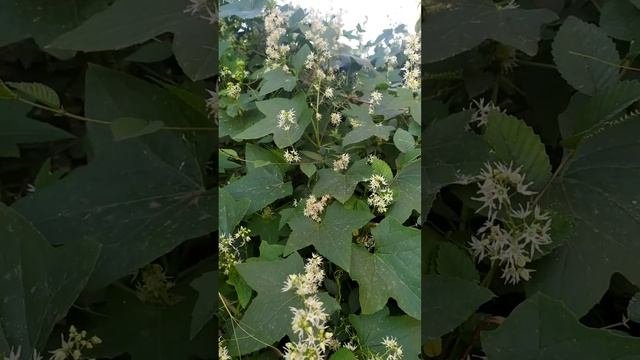 эхиноцистис лопастный или колючеплодник лопастный