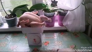 Тушка бройлера в 45 дней. Себестоимость тушки бройлера.