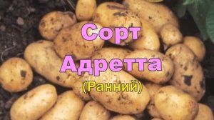 Картофель Адретта Отзывы Вкусовые Качества