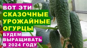 Вот эти урожайные огурцы будем выращивать в 2024We will grow these productive cucumbers in 2024