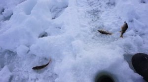 Озеро Шаблиш, зимняя рыбалка на окуня