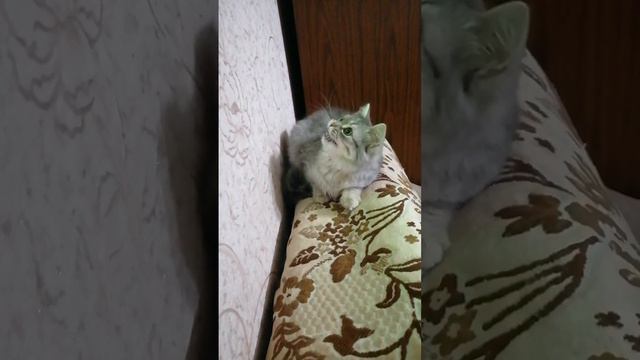 Пушистый котёнок играет с лазером 😃