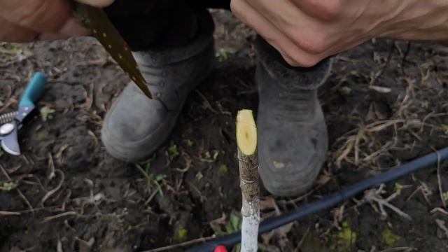 ?САМАЯ ПРОСТАЯ прививка Плодовых деревьев??? смотреть онлайн