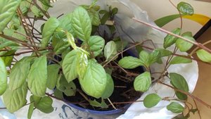 36 Лимонник китайский из семян спустя 3 года и другие саженцы для сайта авито