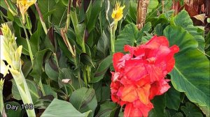 The Most Beautiful Canna Lily is the Cleopatra Canna Lily with Variegated Flowers and Leaves