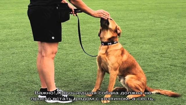 Как научить собаку команде «ко мне» на улице
