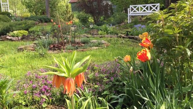 РЯБЧИК ИМПЕРАТОРСКИЙ. Посадите его чтобы не заводились мыши в цветниках. смотреть онлайн