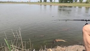 Как ловили воблу на р.Белый Ильмень Астрахани!