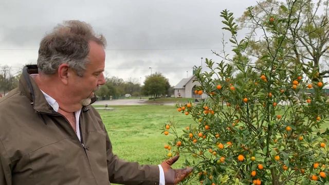 Trifoliate Orange Rootstock смотреть онлайн