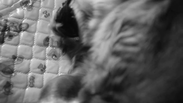 Бассет хаунд Сильвия роды смотреть онлайн