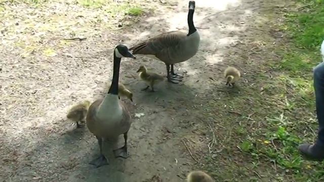 ДИКИЕ ГУСИ И ГУСЯТА В ГОРОДЕ смотреть онлайн