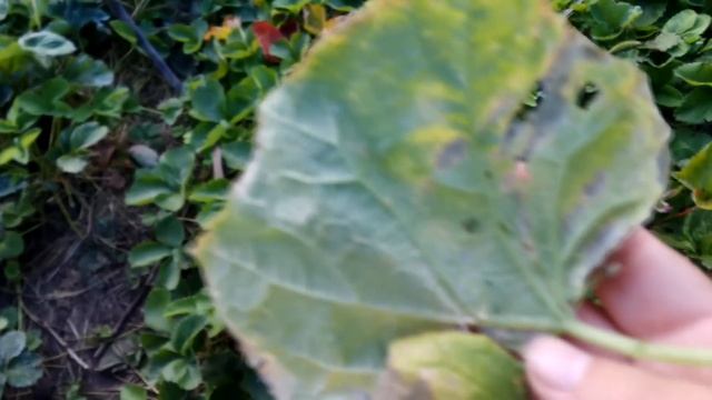 Сделайте это и листья огурцов не будут вянуть, желтеть и сохнуть. Как предотвратить пероноспороз