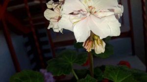 Цветущие сортовые пеларгонии Bold Mellow, Noel, Lolette и другие